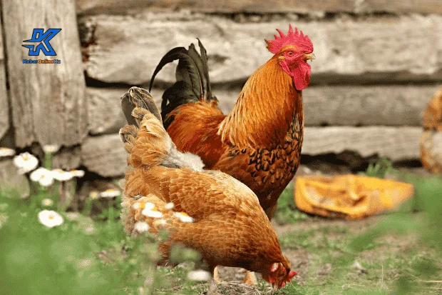 Alasan Ilmiah Mengapa Ayam Disebut Keturunan Dinosaurus