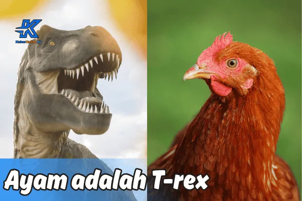 Apakah Ayam Dinosaurus Fakta Ilmiah di Balik Kemiripan yang Mengejutkan Kabaronlineku.my.id