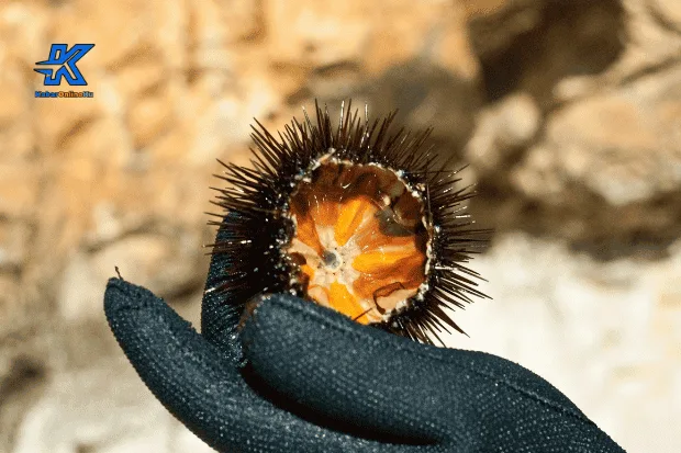 Bentuk Tubuh yang Unik