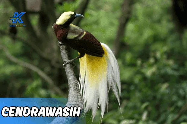 Burung Cendrawasih Pesona Surga dari Papua yang Harus Dilindungi Kabaronlineku.my.id