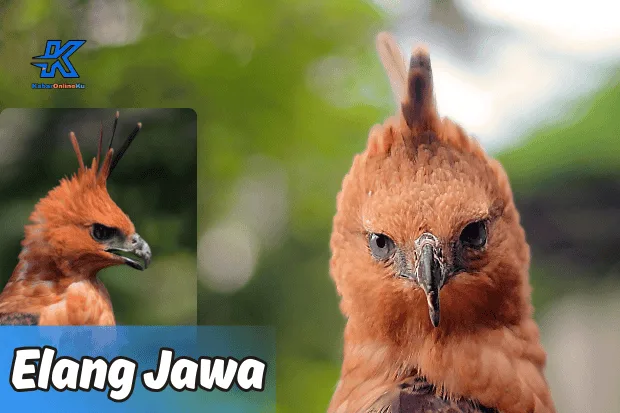 Burung Elang Jawa Warisan Endemik Nusantara yang Harus Kita Lestarikan Bersama Kabaronlineku.my.id