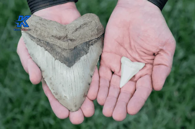 Fakta Ilmiah Tentang Hiu Megalodon