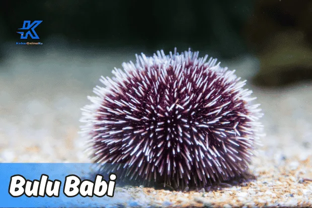 Mengenal Bulu Babi dan Rahasia Kehidupannya di Laut Kabaronlineku.my.id