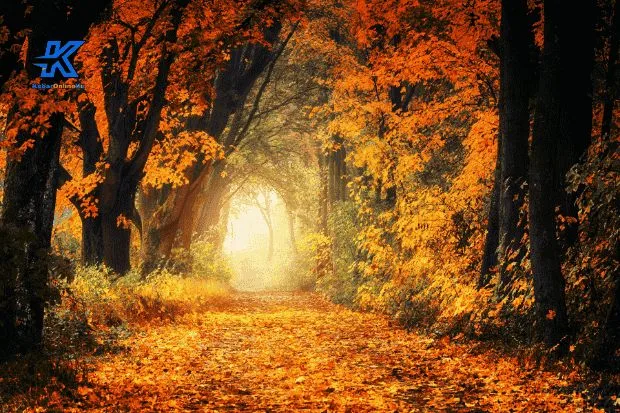 Pohon Maple dan Pesonanya yang Mendunia Kabaronlineku.my.id