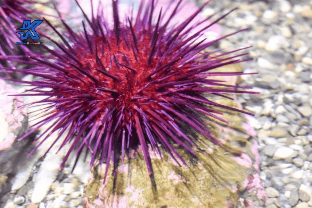 Sifat Beracun pada Bulu Babi