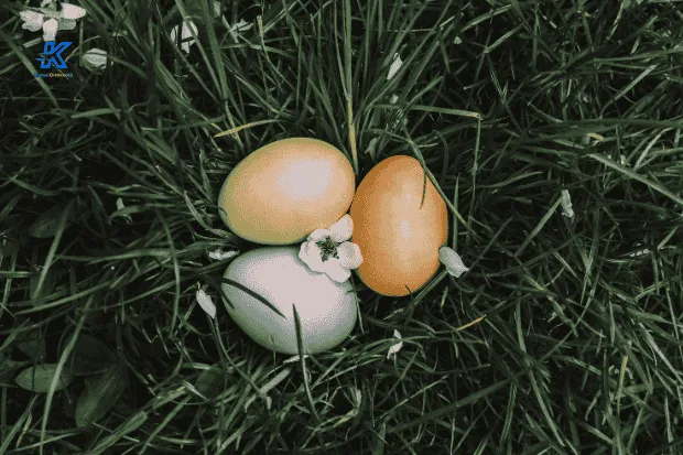 Kandungan Gizi Luar Biasa dalam Telur