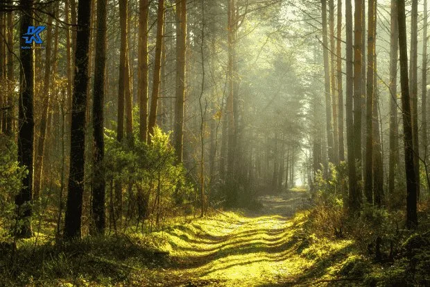 Keindahan Alam yang Dihadirkan Pohon