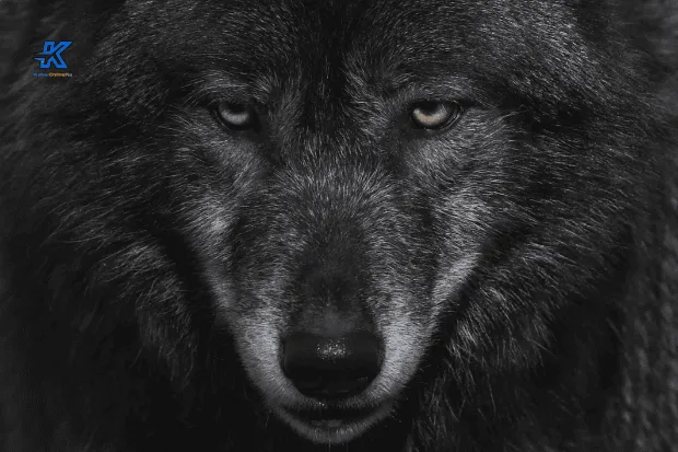 Makna Filosofis di Balik Cerita Manusia Serigala