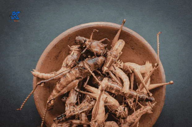 Alasan Mengapa Belalang Layak Dikonsumsi