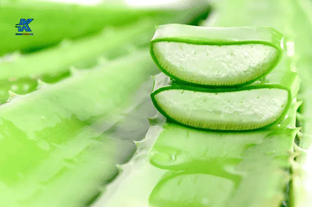 Alasan dan Beragam Manfaat Lidah Buaya