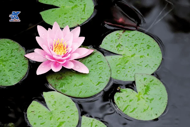 Keindahan Bunga Lotus dan Rahasia Pertumbuhannya Kabaronlineku.my.id