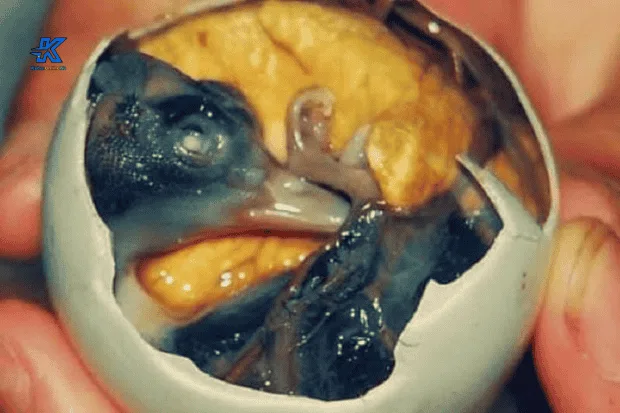 Mengenal Telur Balut Sebagai Makanan Khas dengan Cita Rasa Ekstrim kabaronlineku.my.id