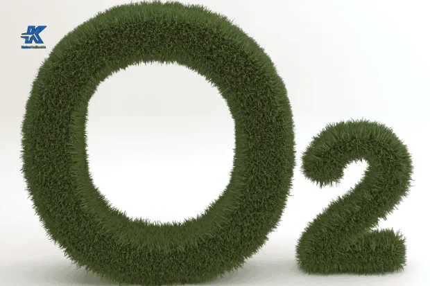 Oksigen dan Perannya bagi Kehidupan Kabaronlineku.my.id