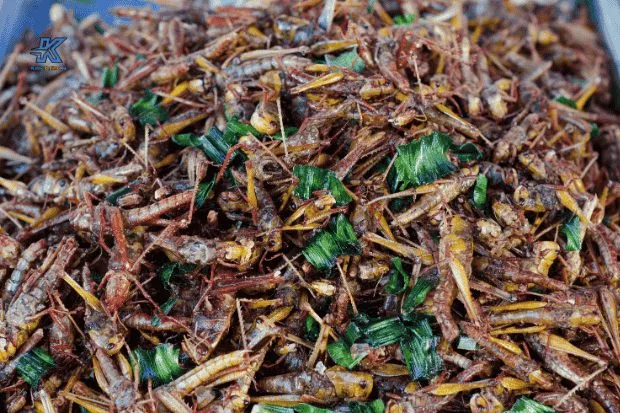 Tips Menikmati Belalang dengan Aman