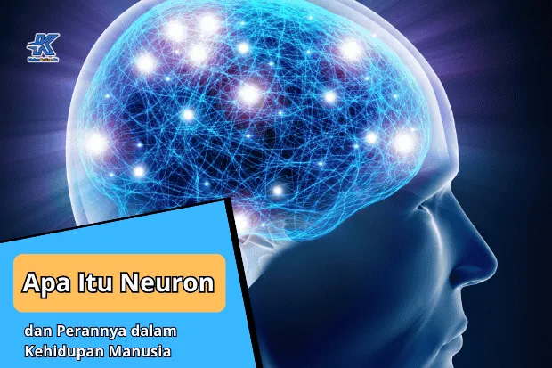 Apa Itu Neuron dan Perannya dalam Kehidupan Manusia