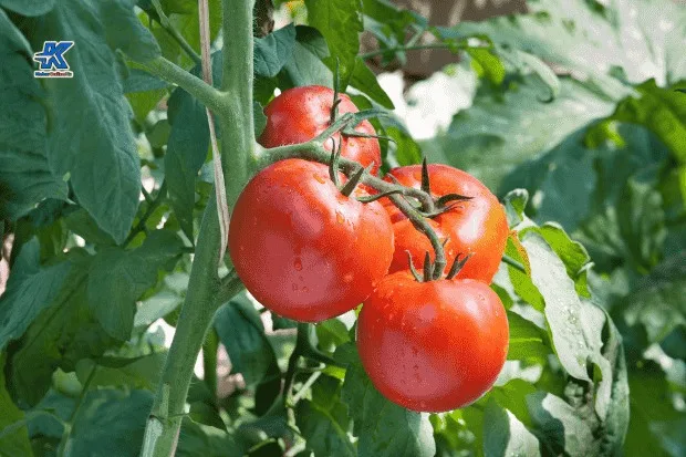 Cara Merawat Tanaman Tomat Agar Subur