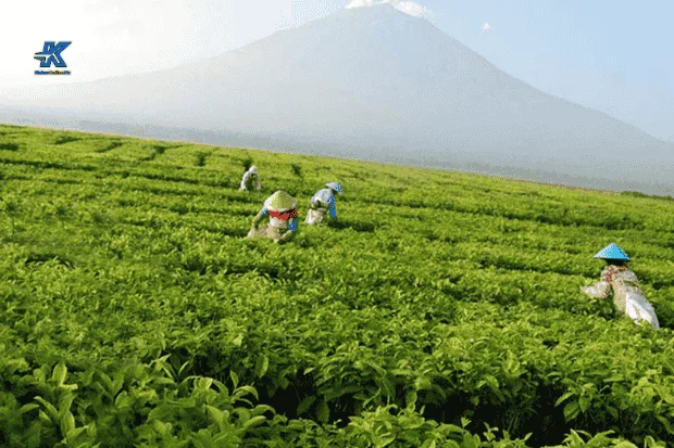 Daya Tarik Wisata yang Selalu Menarik