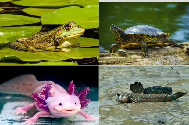 Amfibi Kabaronlineku.my.id