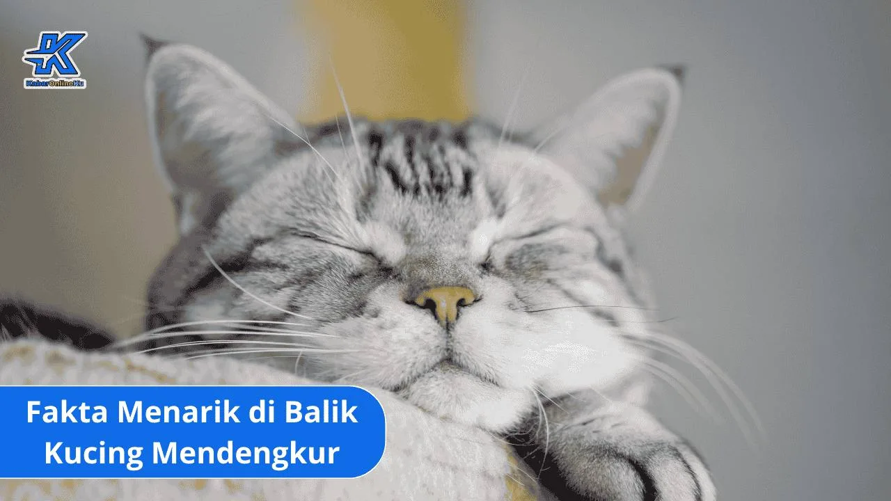Fakta Menarik di Balik Kucing Mendengkur untuk Penyembuhan