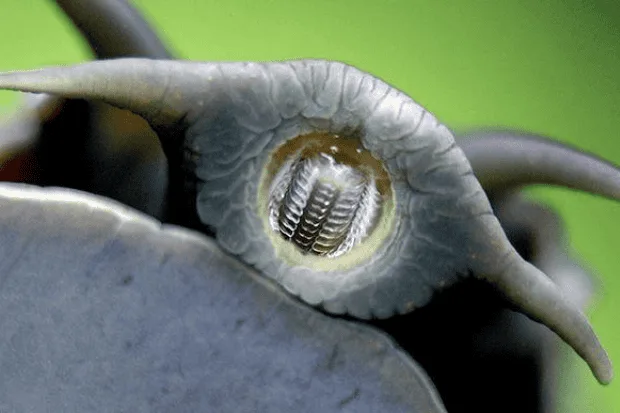 Kenapa siput memiliki ribuan gigi kecil