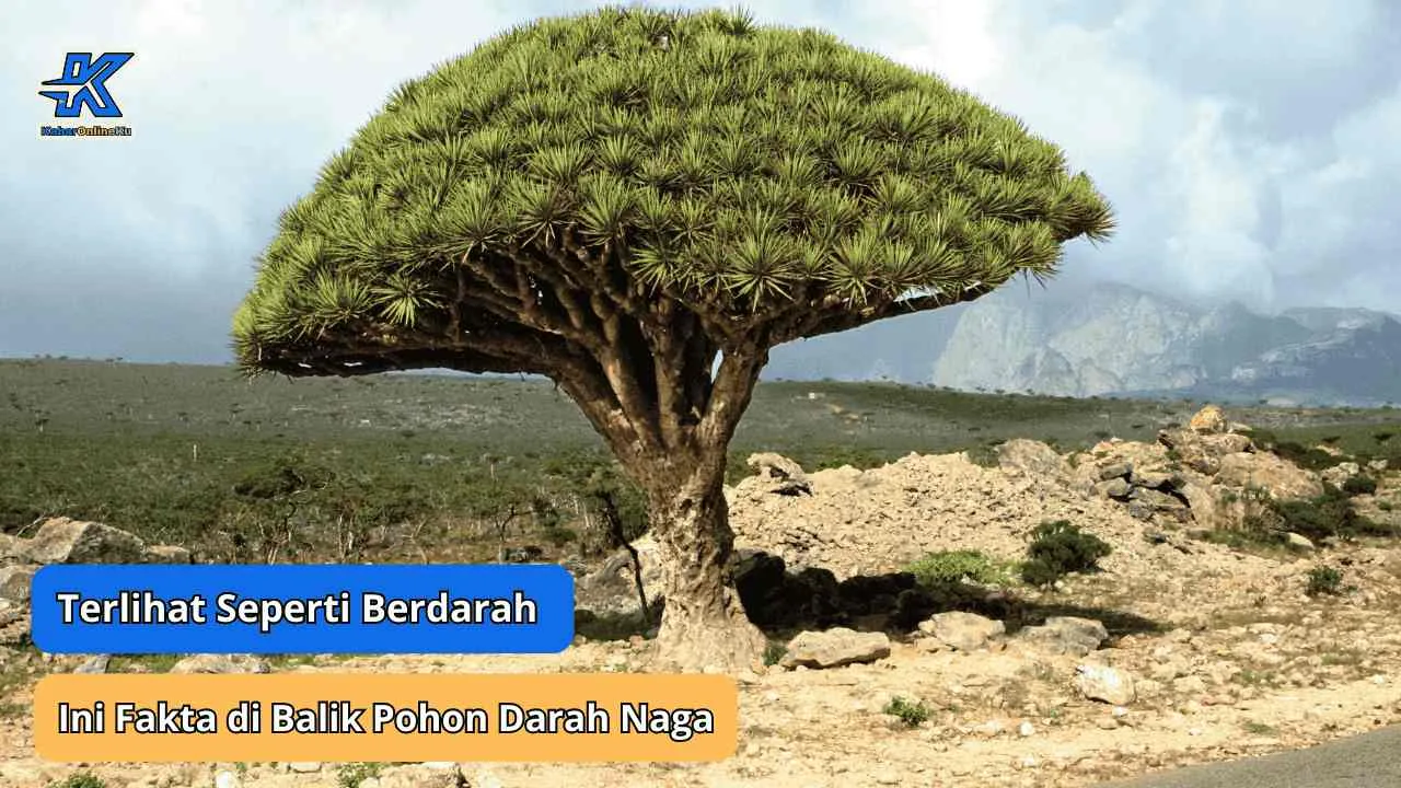 Terlihat Seperti Berdarah, Ini Fakta di Balik Pohon Darah Naga